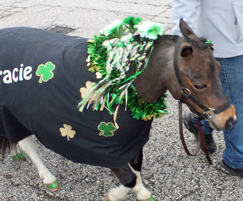 Cleveland 2024 St. Patrick's Day Parade - small horse