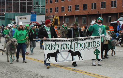 Cleveland 2024 St. Patrick's Day Parade - Irish Wolfhounds