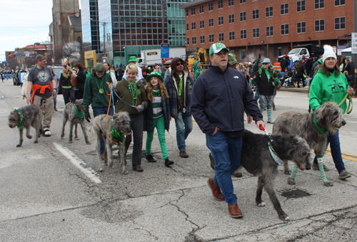 Cleveland 2024 St. Patrick's Day Parade - Irish Wolfhounds