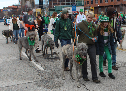 Cleveland 2024 St. Patrick's Day Parade - Irish Wolfhounds