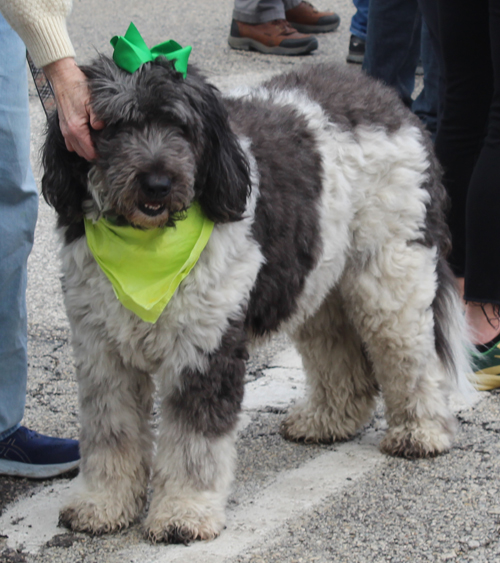 Cleveland 2024 St. Patrick's Day Parade - dog