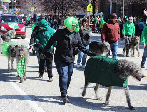 Irish Wolfhounds at 2025 Cleveland St Patrick's Day Parade