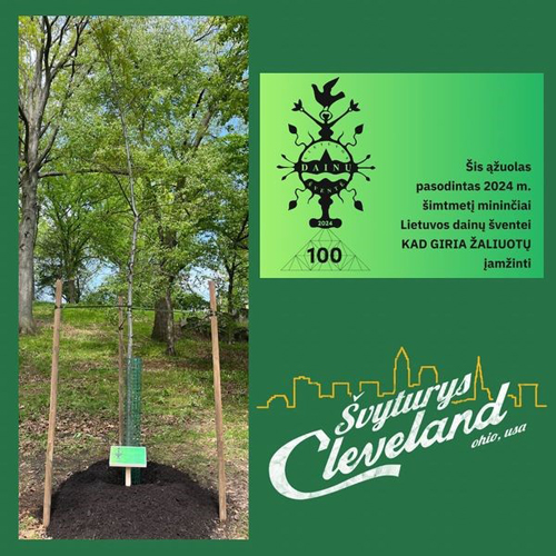 Svyturys concert promo and oak tree