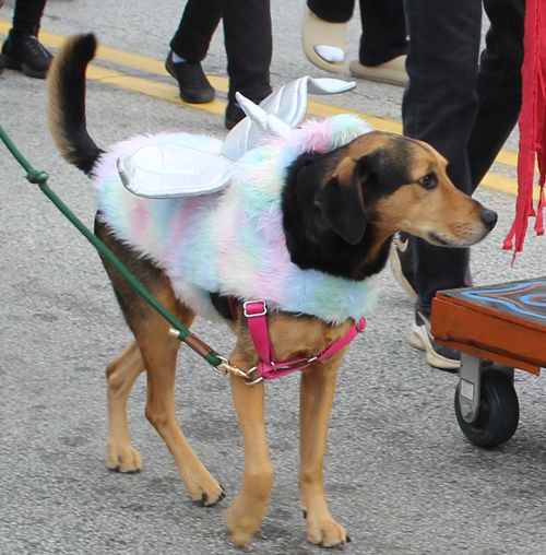 dog at Day of the Dead (Dia de Muertos) Skulls & Skeletons Parade in Cleveland 2025