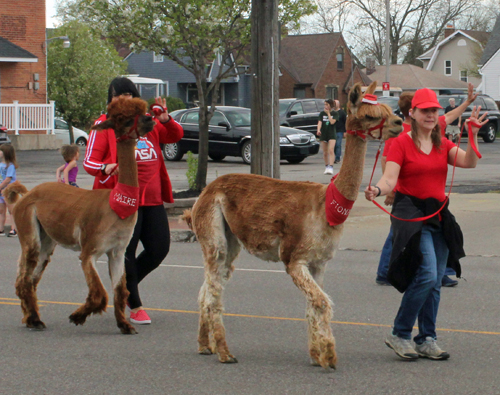 Gaelic Glen Alpacas at Polish Constitution Day Parade in Parma Ohio 2022