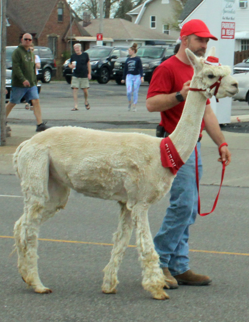 Gaelic Glen Alpacas at Polish Constitution Day Parade in Parma Ohio 2022