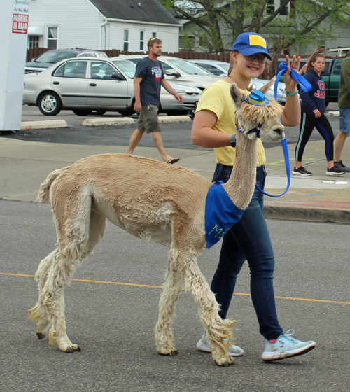 Gaelic Glen Alpacas at Polish Constitution Day Parade in Parma Ohio 2022