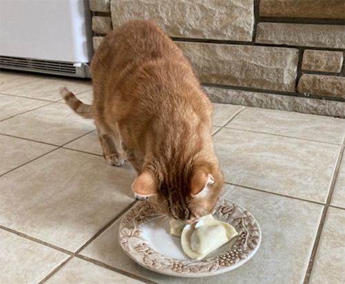 Concord Casimir Cat eating pierogis