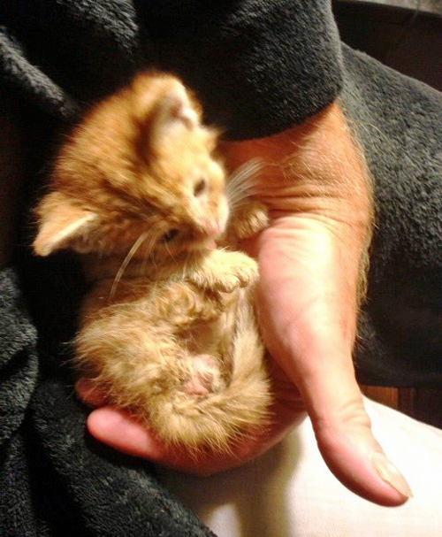 Concord Casimir abandoned as a Kitten