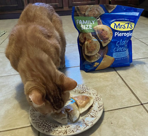  Concord Casimir eating his pierogies in 2016. Note how the pierogi has split in half resulting in a 