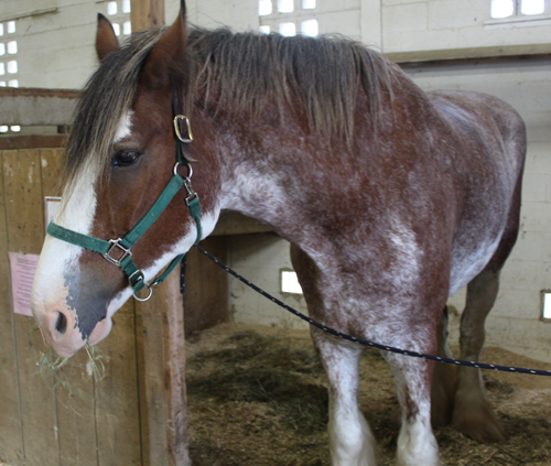 Clydesdale horse at Ohio Scottish Games