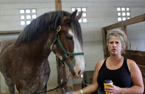 Clydesdale horse at Ohio Scottish Games