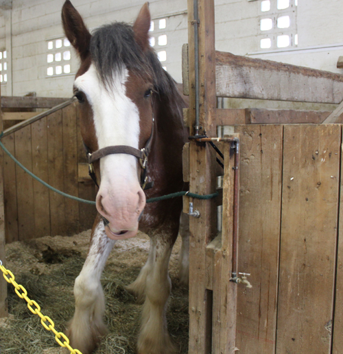 Clydesdale horse at Ohio Scottish Games