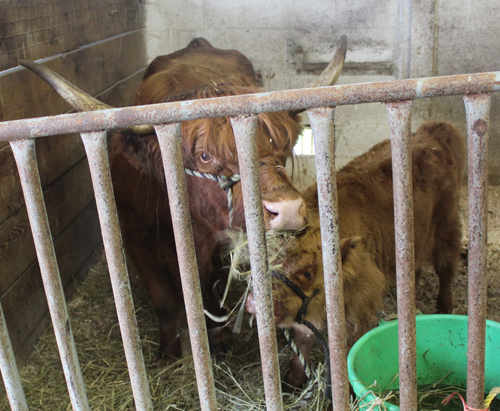 Highland Cow at Ohio Scottish Games