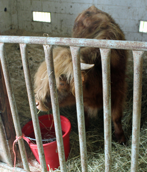 Highland Cow at Ohio Scottish Games