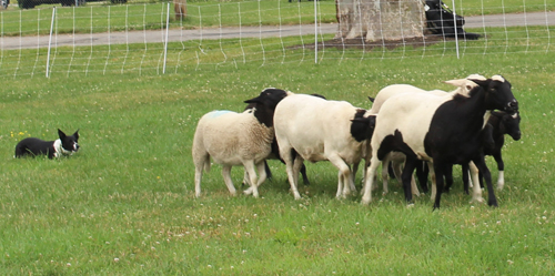 Border Collies herd sheep at Ohio Scottish Games