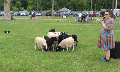 Border Collies herd sheep at Ohio Scottish Games