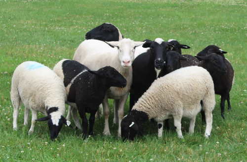 Border Collies herd sheep at Ohio Scottish Games