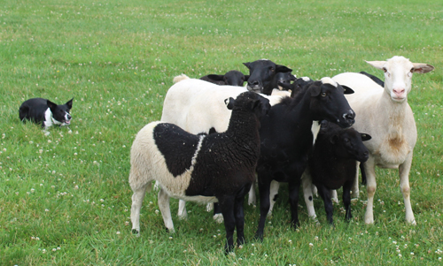 Border Collies herd sheep at Ohio Scottish Games