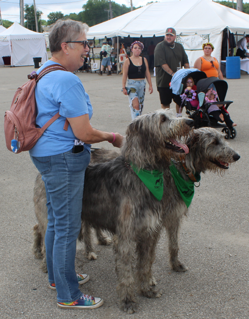 Irish Wolfhounds