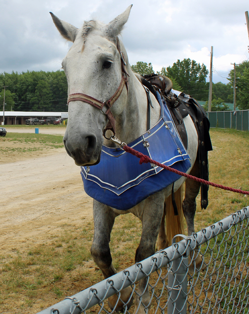 Jousting horse