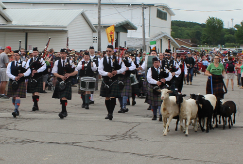 Dog and sheep in Scottish parade