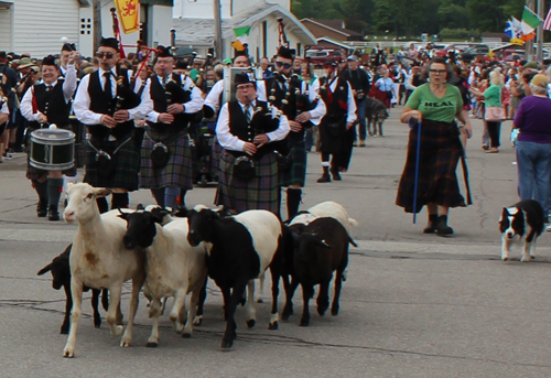 Dog and sheep in Scottish parade