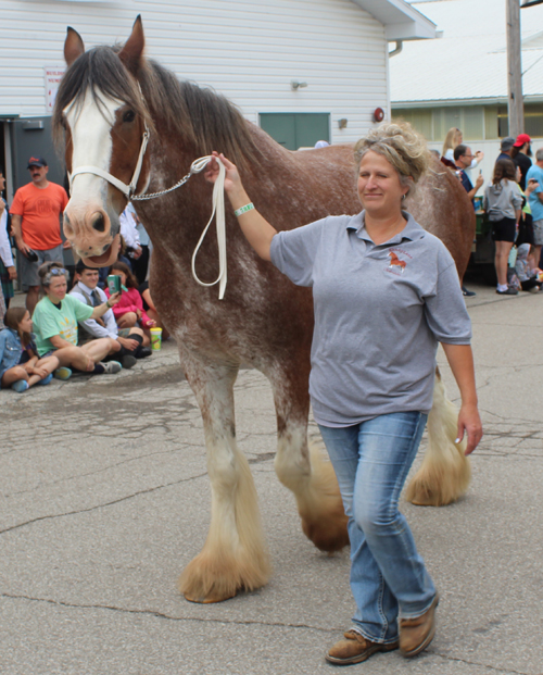 Clydesdale horse in parade