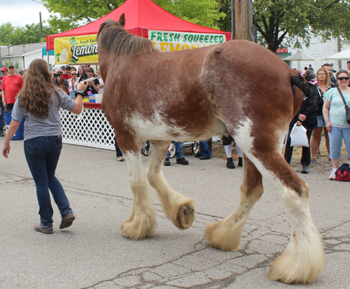 Clydesdale horse in parade