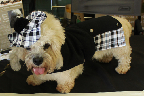 Dandie Dinmont Terrier in its tartan