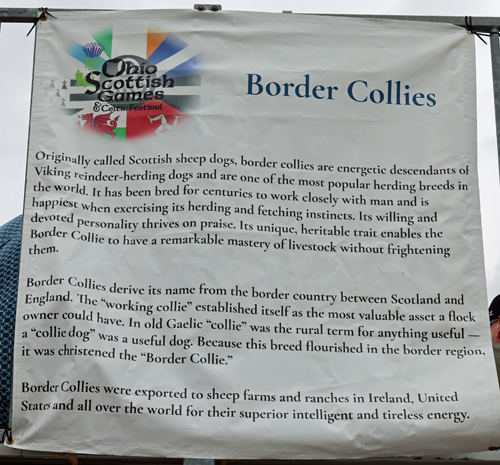 Border Collie