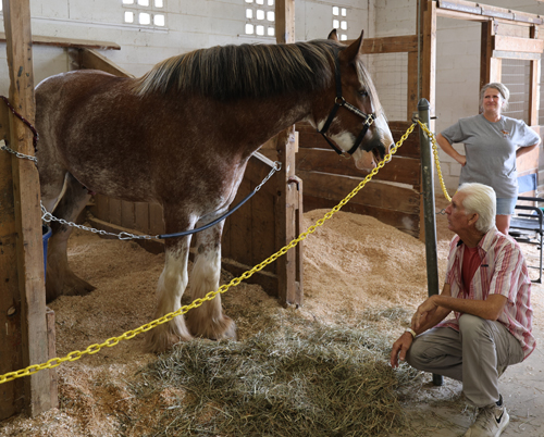 Clydesdale horse
