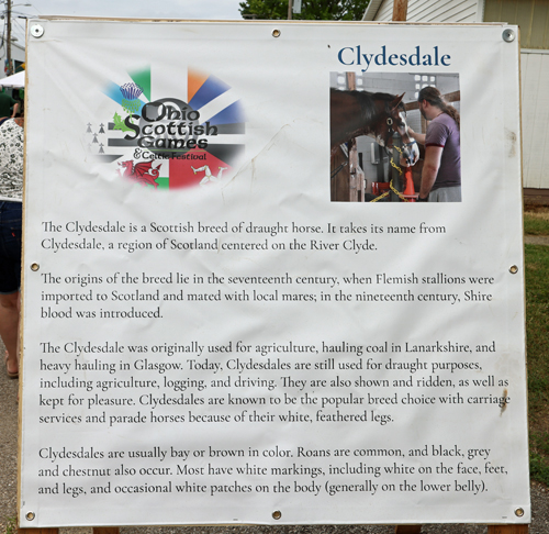 Clydesdale horse