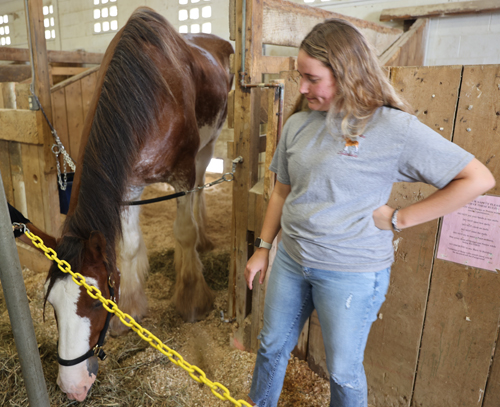 Clydesdale horse