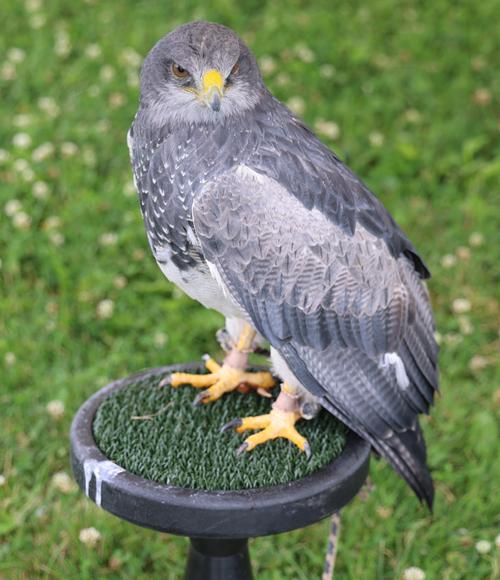 Falcon