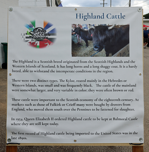 Scottish Highland Cattle