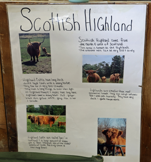 Scottish Highland Cattle