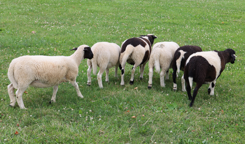 Border Collie demo with sheep