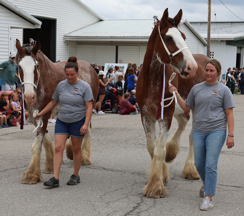 Clydesdale horses at Ohio Scottish Games and Celtic Festival Grand Parade 2026