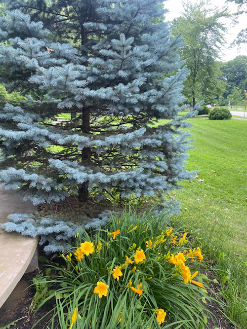 Serbian Cultural Garden Cleanup